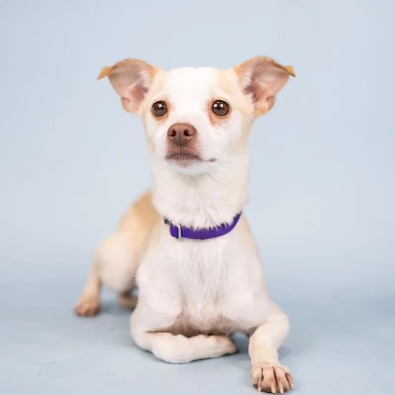 An adult small-sized female White / Cream Chihuahua dog named Shell for adoption in Portland, OR