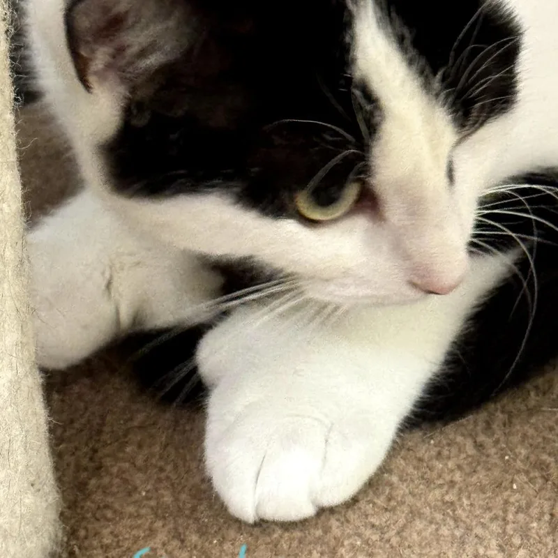 Sparky ~ Bonded With