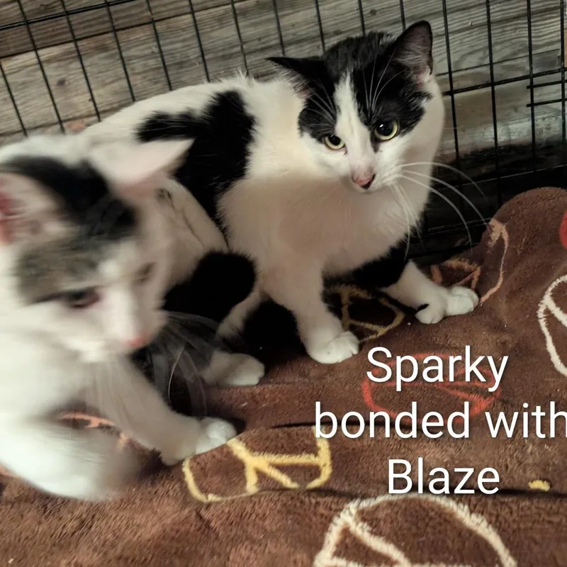 Sparky ~ Bonded With thumbnail 3