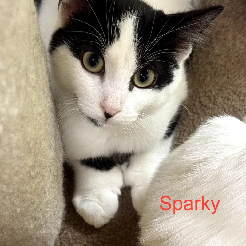 Sparky ~ Bonded With thumbnail 4
