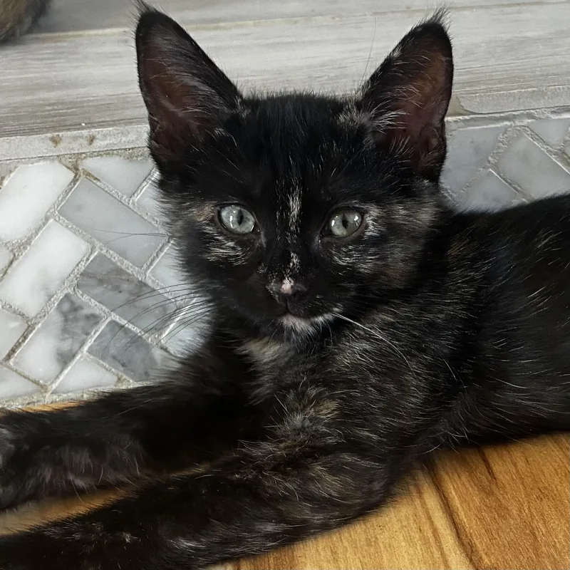 A baby small-sized female Domestic Short Hair cat named Riven [and Myst] for adoption in Santa Fe, NM