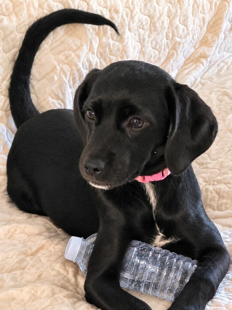 A baby small-sized female Black Labrador Retriever dog named Layla for adoption in Douglas, GA