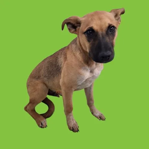 Rikki Urgent! Longtime