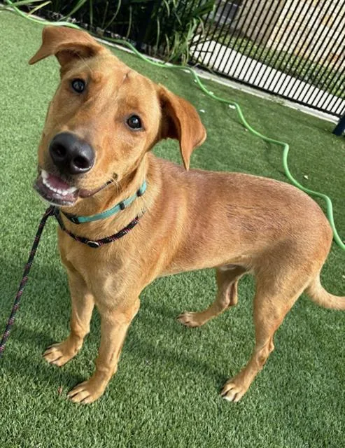 A young medium-sized male Labrador Retriever dog named Whataburger for adoption in Baytown, TX