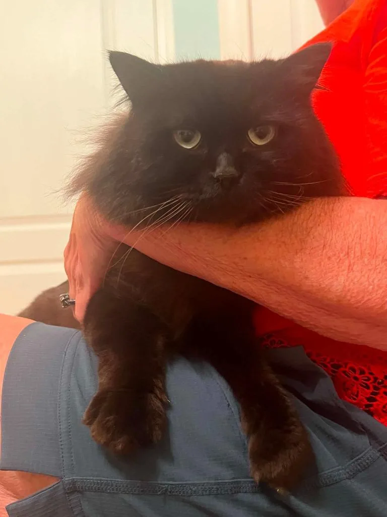 A young medium-sized male Domestic Long Hair cat named Mister Midnight for adoption in Warren, MI