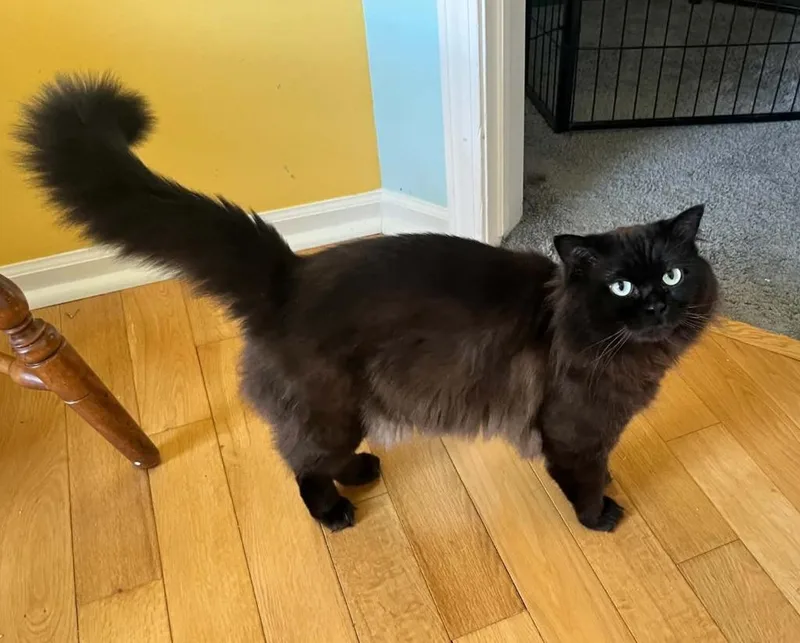 Mister Midnight thumbnail 2