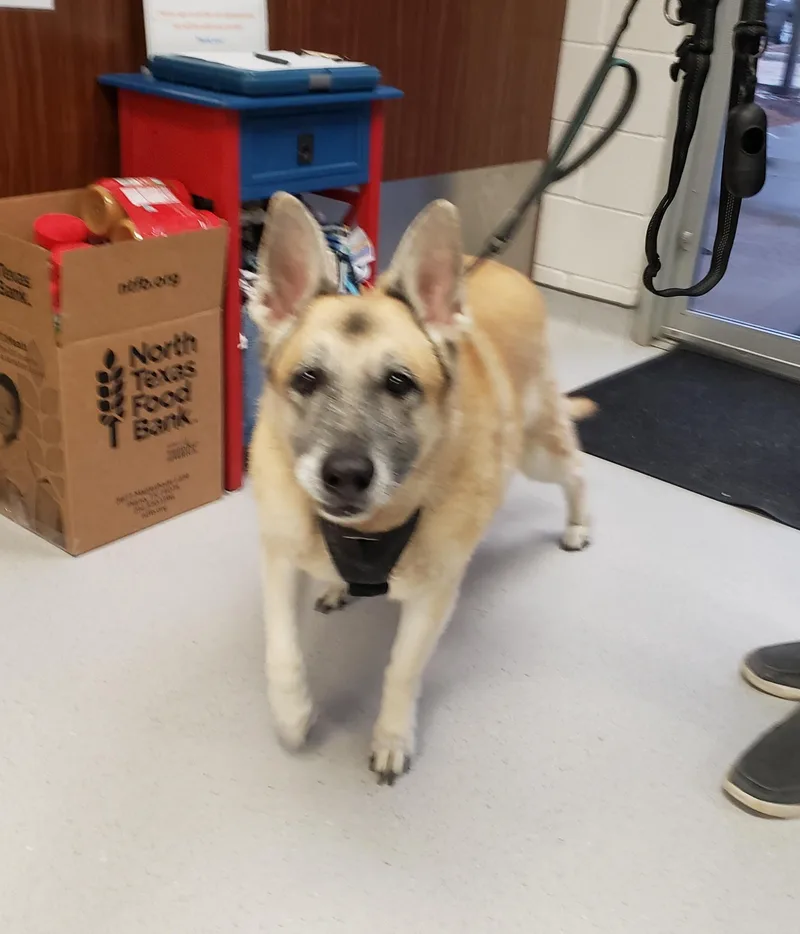 An adult large-sized female German Shepherd Dog dog named Ginger for adoption in Allen, TX