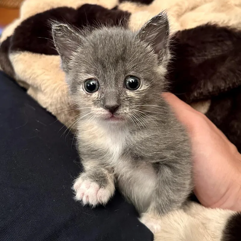 A baby small-sized female Gray / Blue / Silver Domestic Short Hair cat named Jeffy for adoption in Long Beach, CA