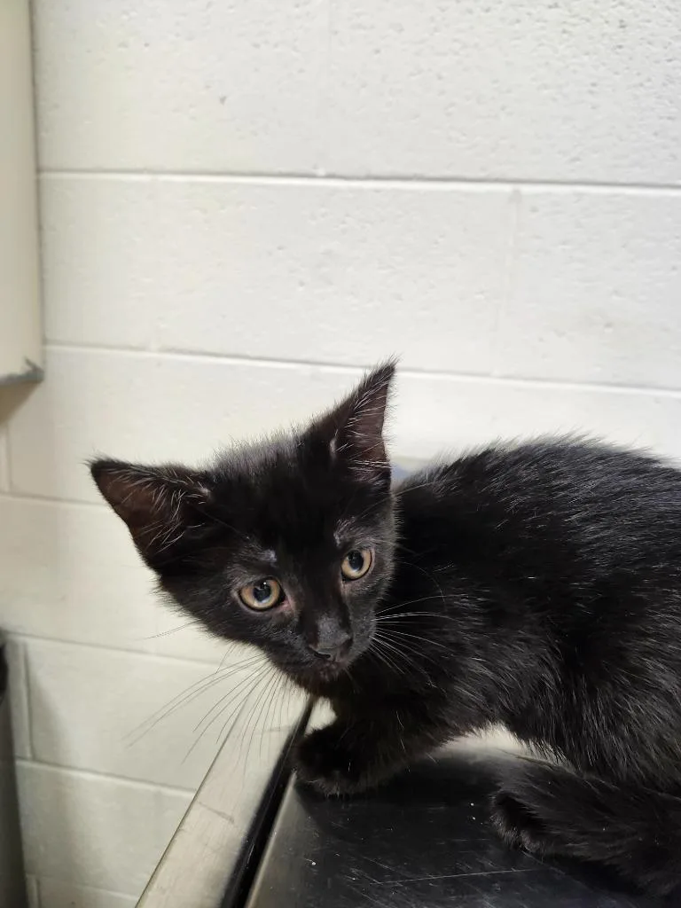 A baby medium-sized female Domestic Short Hair cat named Quetzalli for adoption in Greeneville, TN