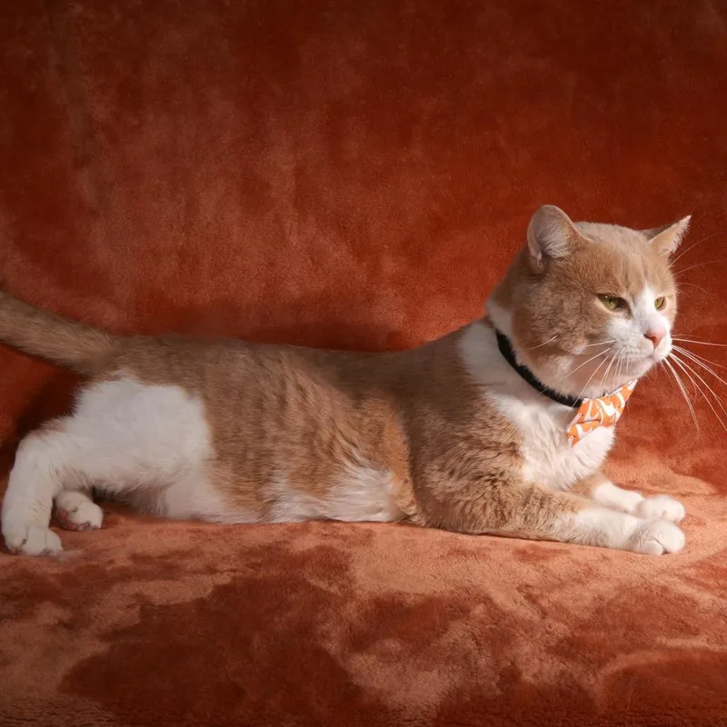 An adult large-sized male Buff / Tan / Fawn Domestic Short Hair cat named Tom for adoption in Traverse City, MI