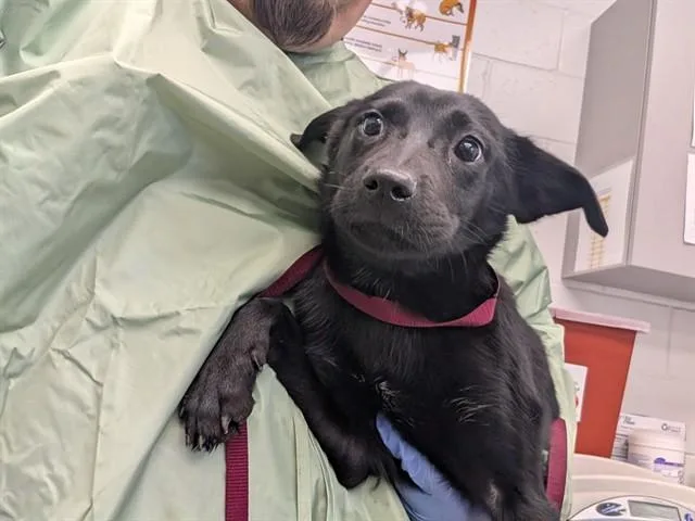 A young large-sized female Labrador Retriever dog named Sparkle for adoption in Mesa, AZ