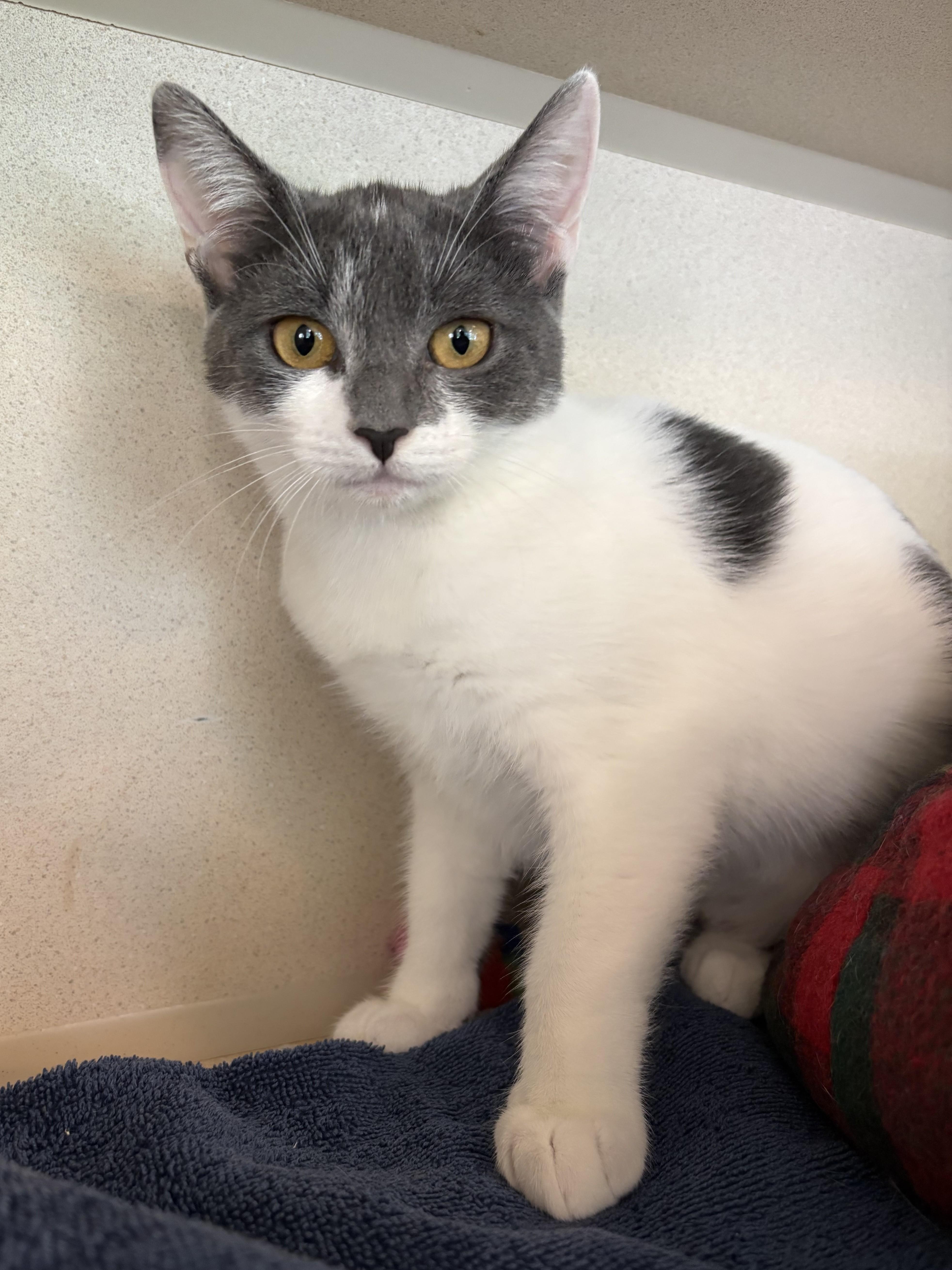 A baby small-sized female Domestic Short Hair cat named Logan & Briscoe for adoption in Eatontown, NJ