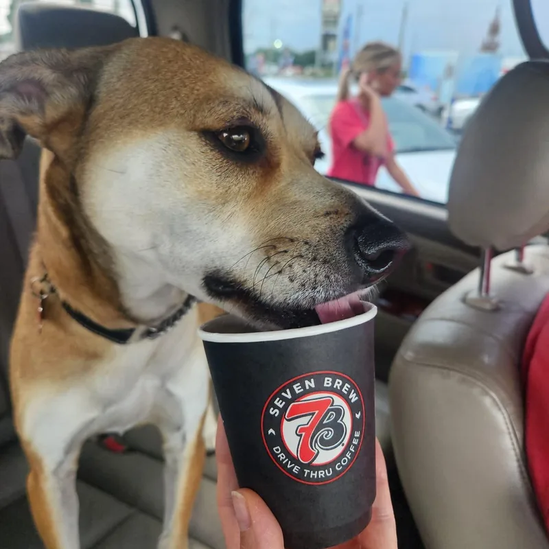 Jaxon the Pup Cup thumbnail 4