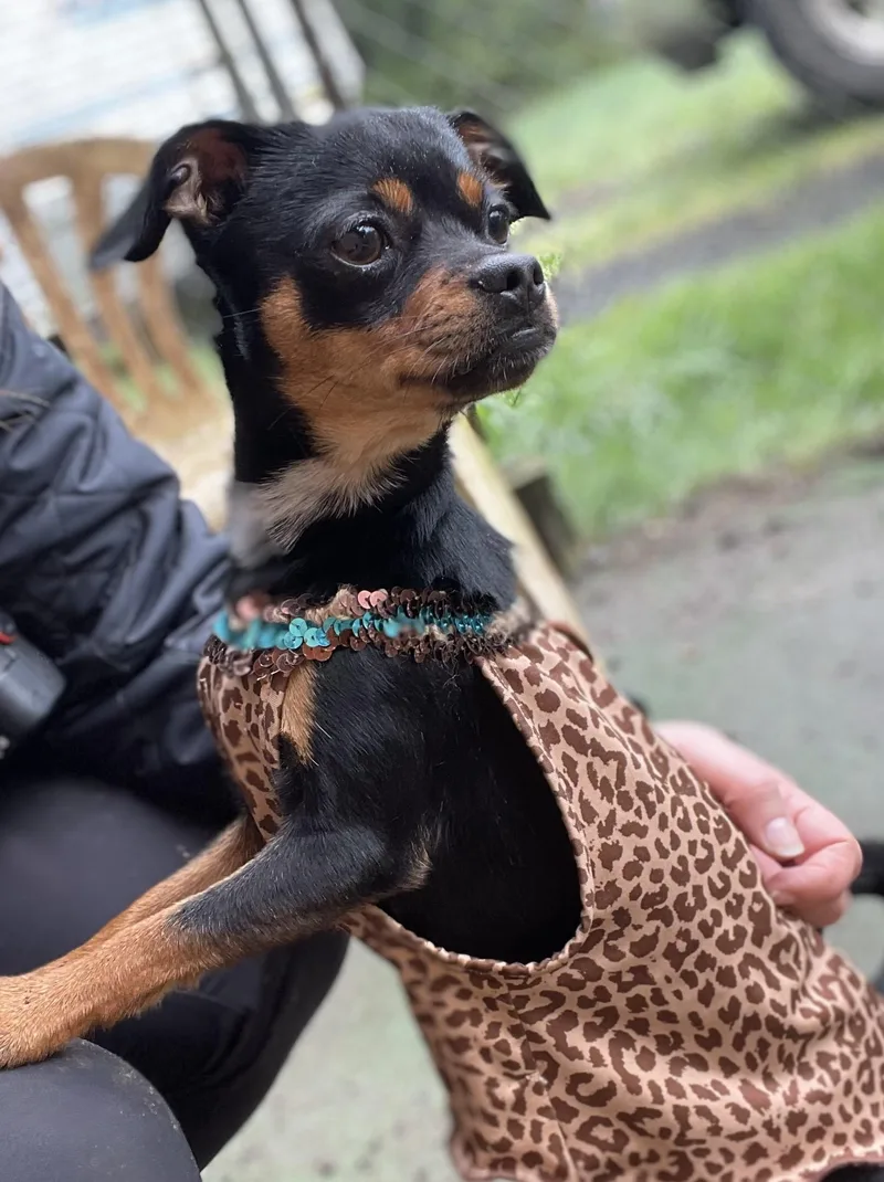 Fish Bait thumbnail 4