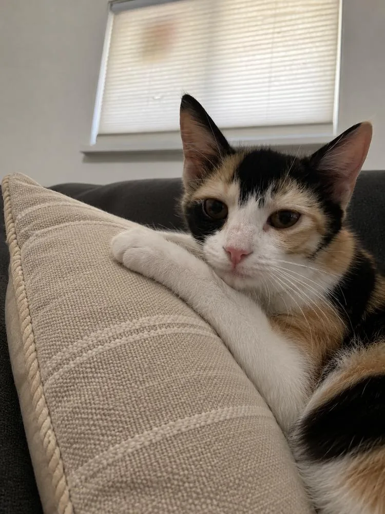 A baby small-sized female Domestic Short Hair cat named Pua for adoption in Dallas, TX