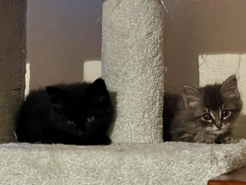 Lord Fluff Noir