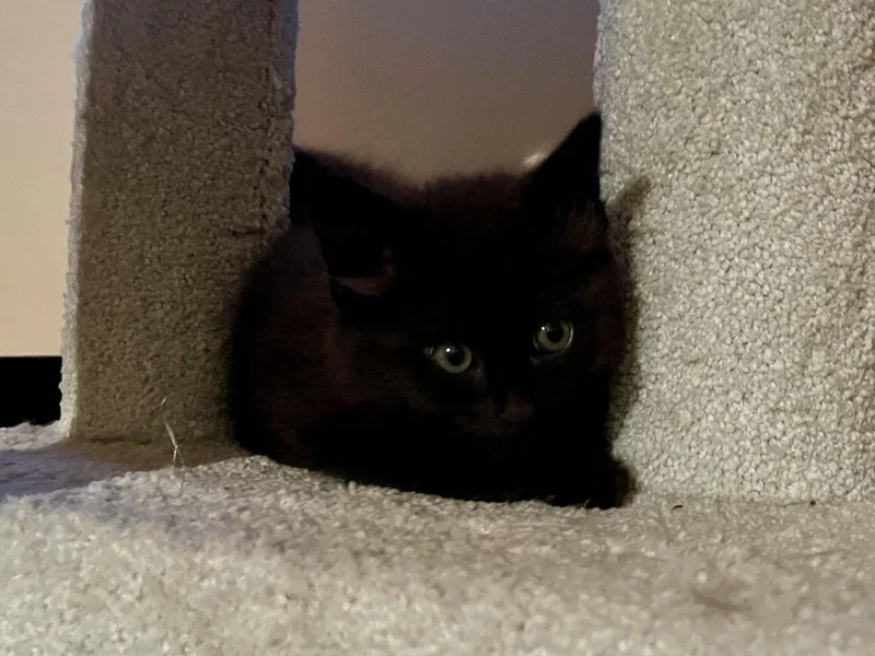 Lord Fluff Noir thumbnail 2
