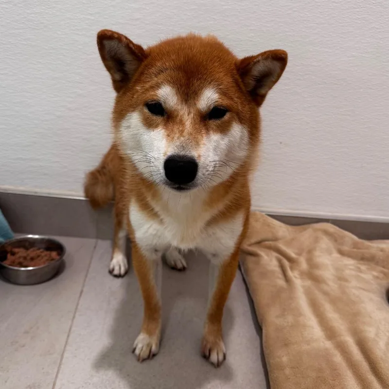 A young small-sized male Shiba Inu dog named Sanji for adoption in Evanston, IL