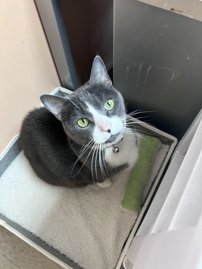 A senior large-sized female Gray & White Domestic Short Hair cat named Adele for adoption in Greensboro, NC