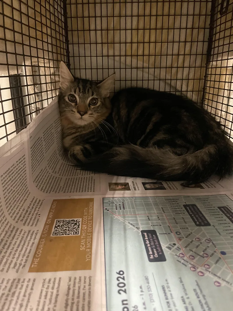 An adult medium-sized male Domestic Short Hair cat named Tiger for adoption in Van Nuys, CA