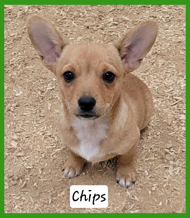 A baby small-sized male Chihuahua dog named Chips for adoption in Granbury, TX
