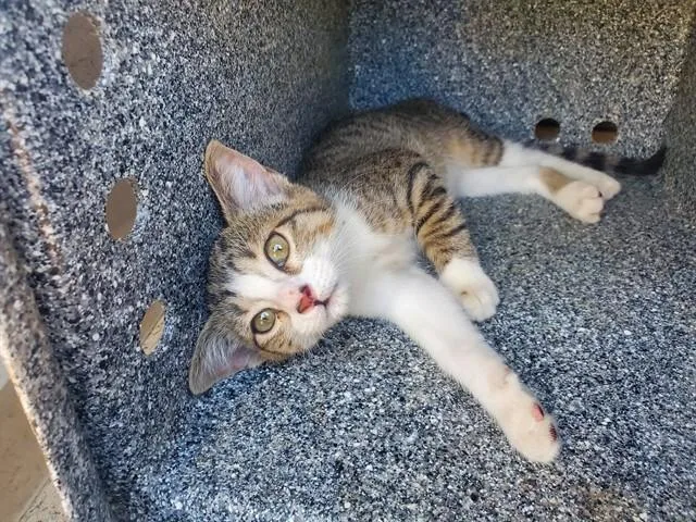 A baby small-sized female Domestic Short Hair cat named Liberty for adoption in Garland, TX