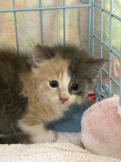 A baby small-sized female Domestic Short Hair cat named Gwen for adoption in Gainesville, FL