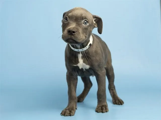 A baby small-sized male Pit Bull Terrier dog named Copper for adoption in Phoenix, AZ