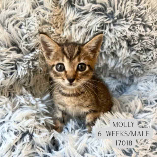 A young medium-sized female Tabby (Brown / Chocolate) Domestic Short Hair cat named Molly for adoption in Supply, NC