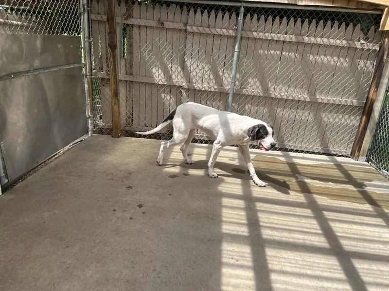 A young extra large-sized female Great Dane dog named Roxy for adoption in Pine Beach, NJ