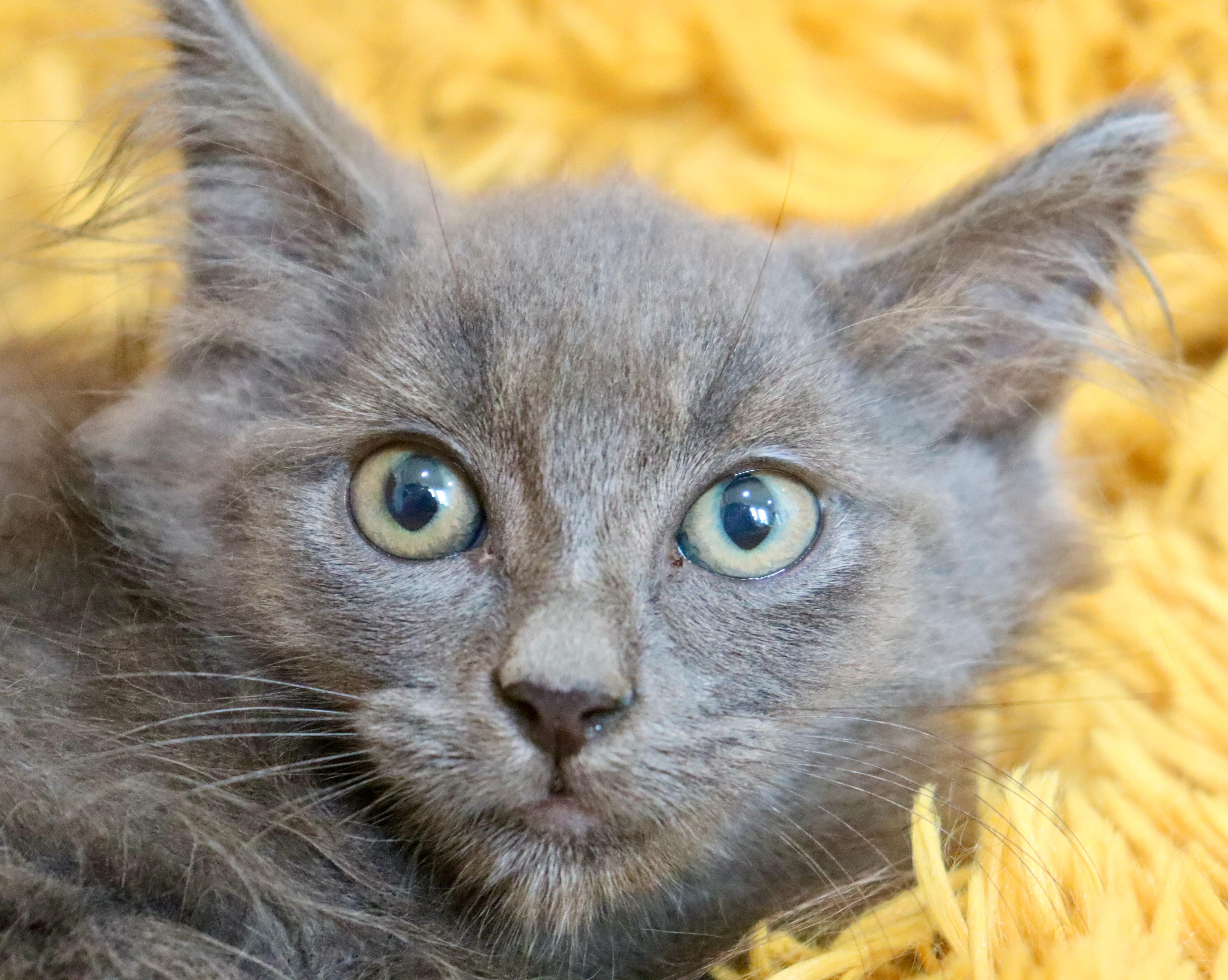 A baby medium-sized male Gray / Blue / Silver Maine Coon cat named Moonstone for adoption in Saint Augustine, FL