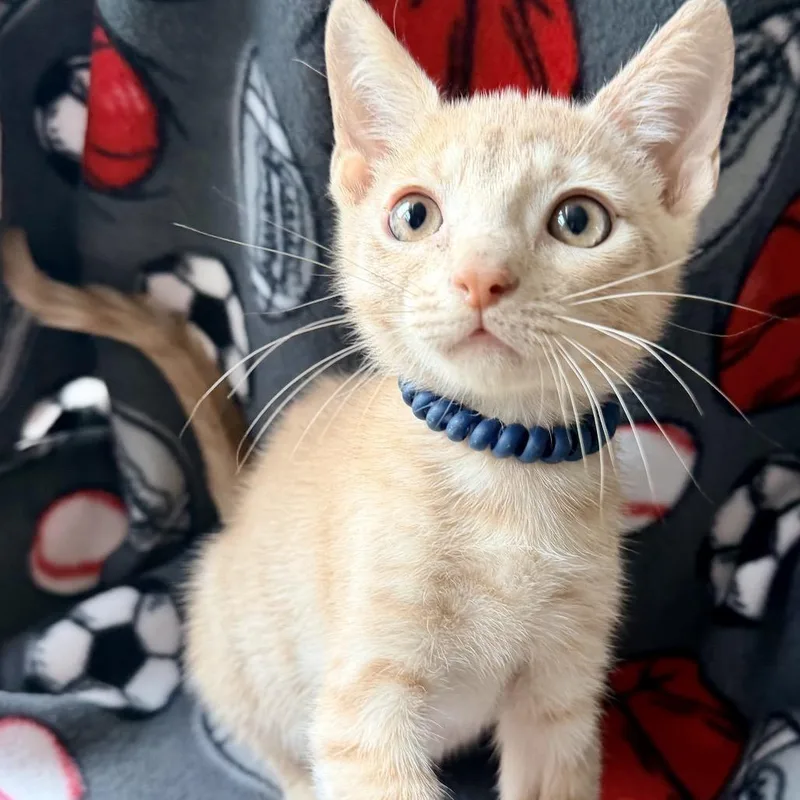A baby small-sized male Orange / Red Domestic Short Hair cat named Rogan for adoption in Santa Fe, TX
