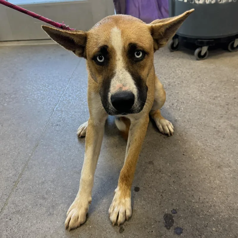 A young large-sized male Mixed Breed dog named Buckwheat for adoption in Las Cruces, NM