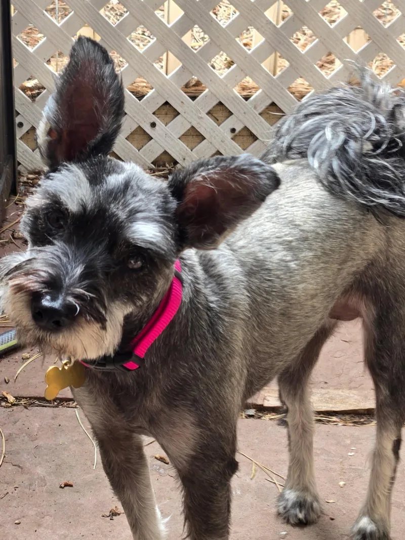 An adult small-sized female Black Miniature Schnauzer dog named Odin & Freya for adoption in Littleton, CO