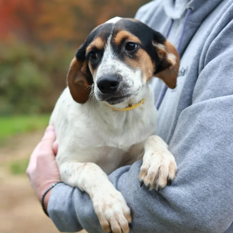 A baby medium-sized female White / Cream Treeing Walker Coonhound dog named CT Noelle for adoption in Stormville, NY