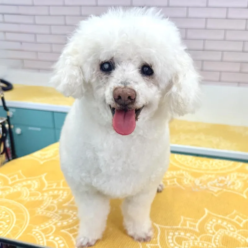 A senior small-sized male White / Cream Poodle dog named Quick Silver for adoption in San Francisco, CA