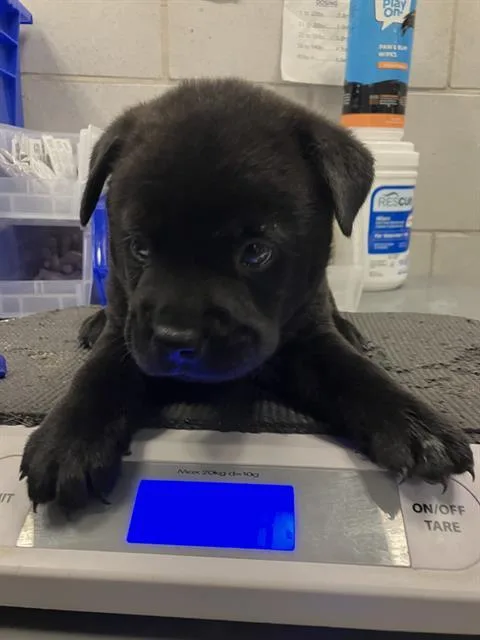 A baby medium-sized female Mixed Breed dog named Nestle for adoption in Dallas, TX