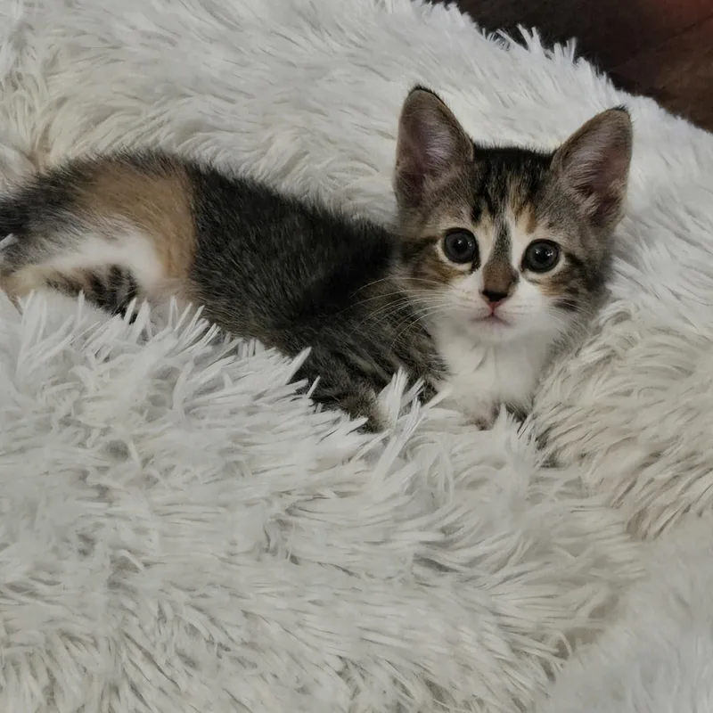 A baby medium-sized female Calico Domestic Short Hair cat named Kaeli for adoption in Grove City, OH