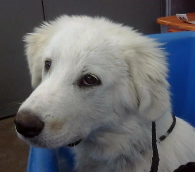 A baby extra large-sized male Great Pyrenees dog named Wormie for adoption in Dallas, TX