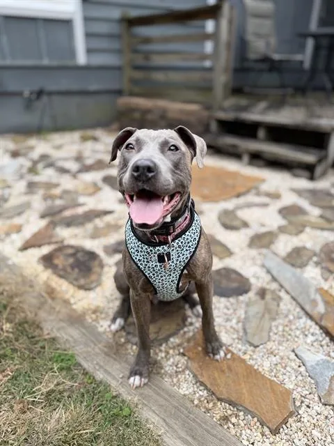 An adult medium-sized female Pit Bull Terrier dog named Haidy for adoption in Charlotte, NC