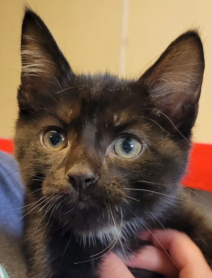 Theodore thumbnail 2