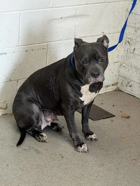 An adult medium-sized female Pit Bull Terrier dog named Shasta for adoption in San Bernardino, CA