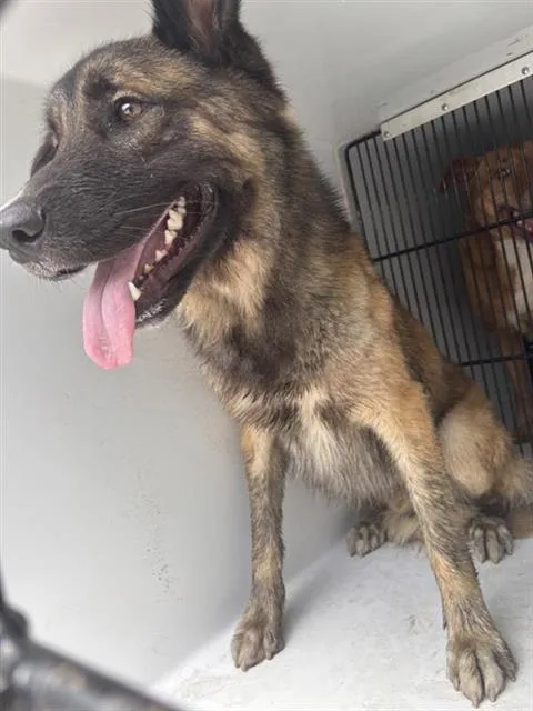 An adult large-sized male German Shepherd Dog dog named A for adoption in Houston, TX