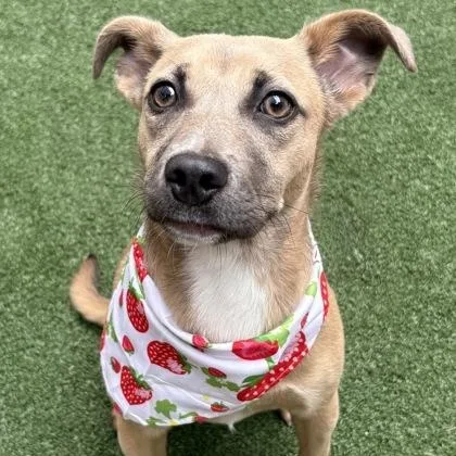 A baby medium-sized female Apricot / Beige Parson Russell Terrier dog named Indy for adoption in The Colony, TX