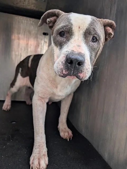 An adult medium-sized female American Staffordshire Terrier dog named Selene for adoption in San Antonio, TX