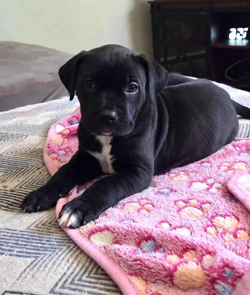 A baby large-sized female Tricolor (Brown, Black, & White) Labrador Retriever dog named Madonna for adoption in Greenlawn, NY