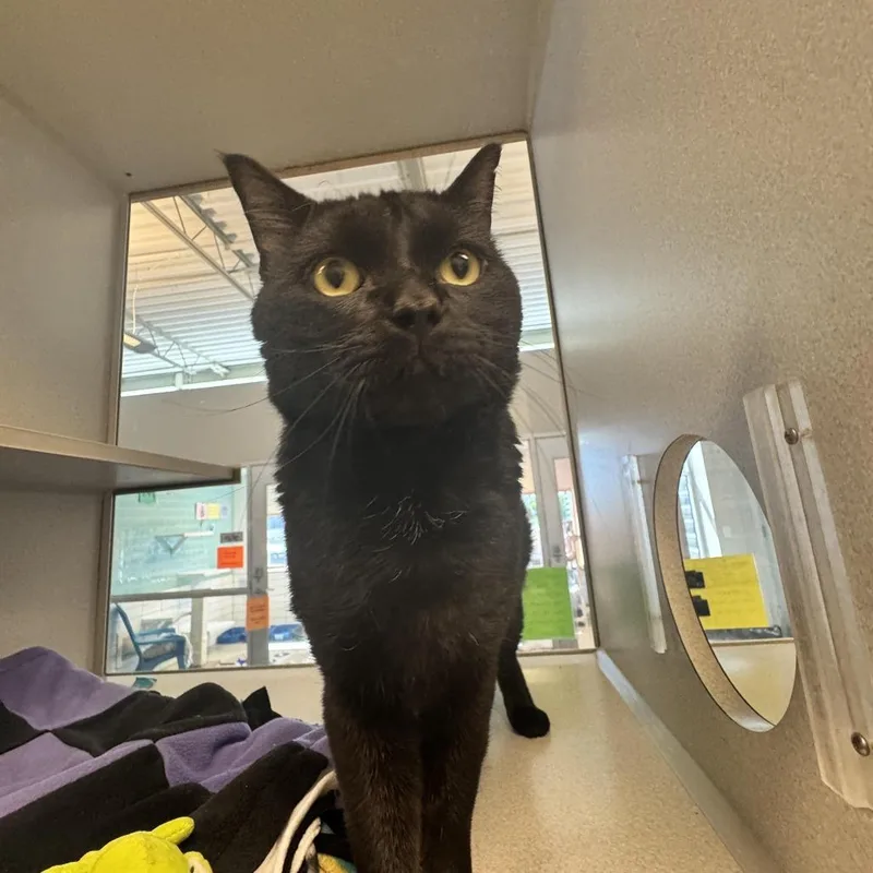 An adult large-sized male Black Domestic Short Hair cat named Irish for adoption in Cedar Rapids, IA