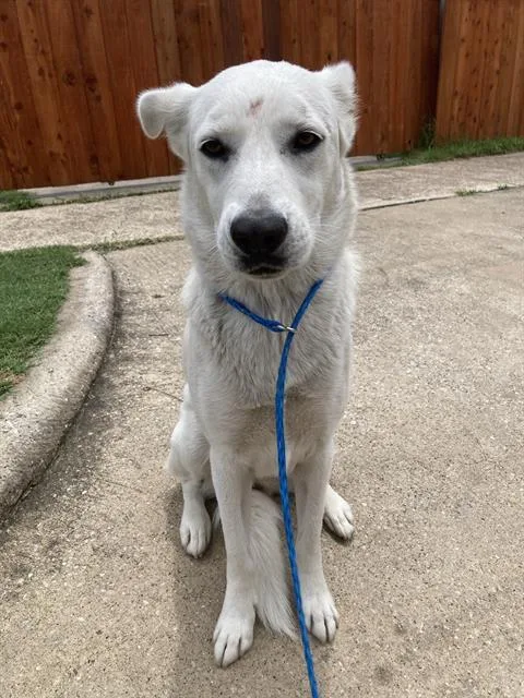 An adult large-sized female Mixed Breed dog named Toyota for adoption in Dallas, TX