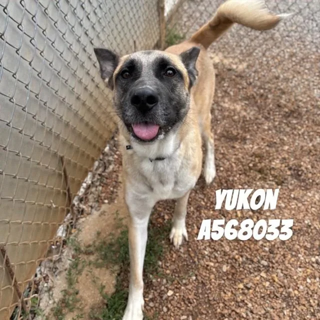 Yukon