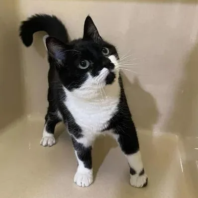 Petunia